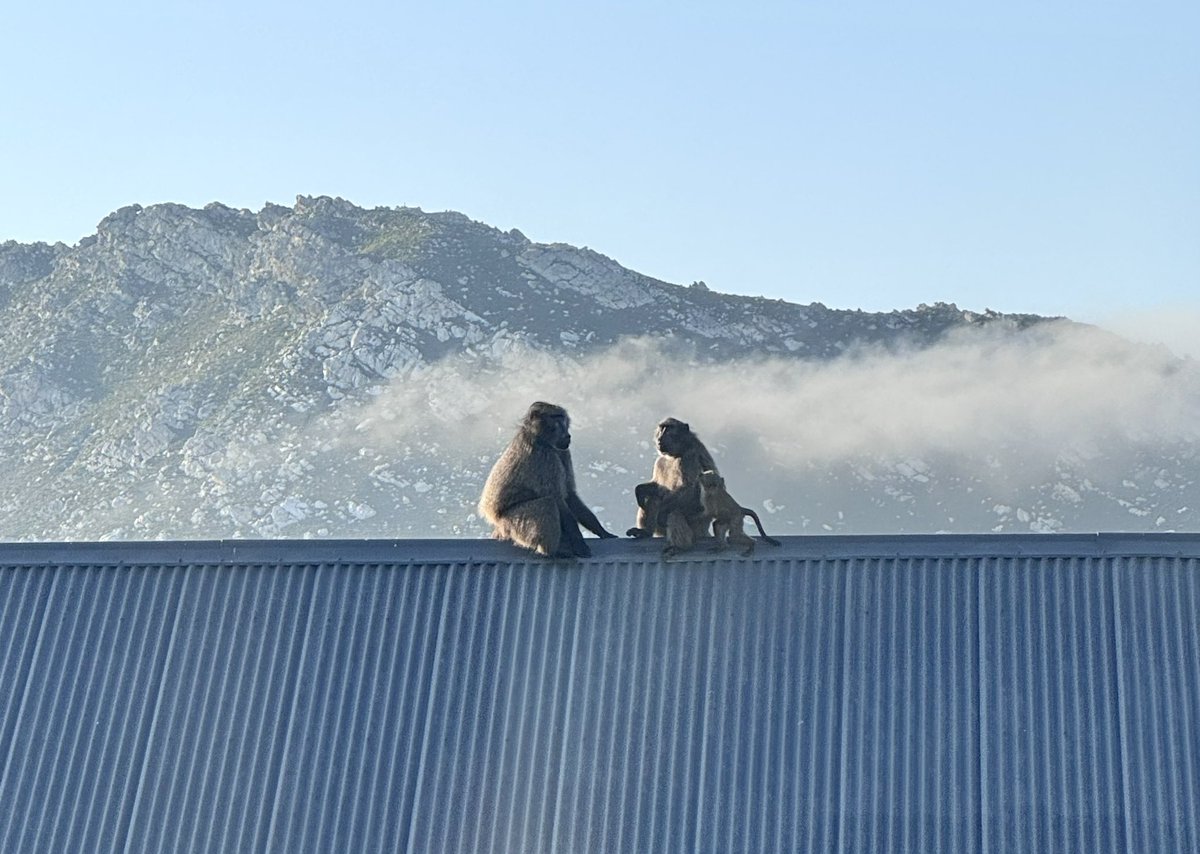 ThatMeganCarr's tweet photo. “Caging wild animals traps them in a cycle of chronic stress and behavioural damage. Baboons evolved to travel across vast territories. No man-made enclosure can ever match a true natural habitat. Once a wild animal is caged, its life is fundamentally broken.”  #kogelfontein https://t.co/Kefr8WKpAm