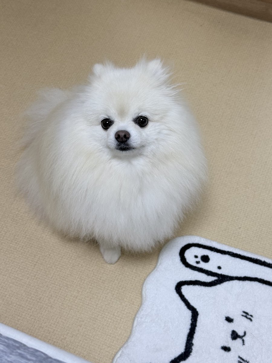 yeobaek_08's tweet photo. #트친소_𝕏친소 #일상계_𝕏친소 

친해져요 ˶ᵔ ᵕ ᵔ˶♡ https://t.co/CPkOO0Aqu0