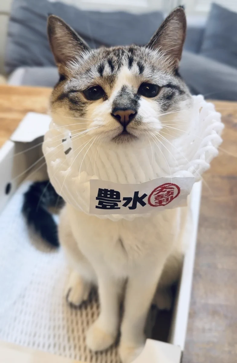 ぴえん猫ミント (@piennekomint) / X