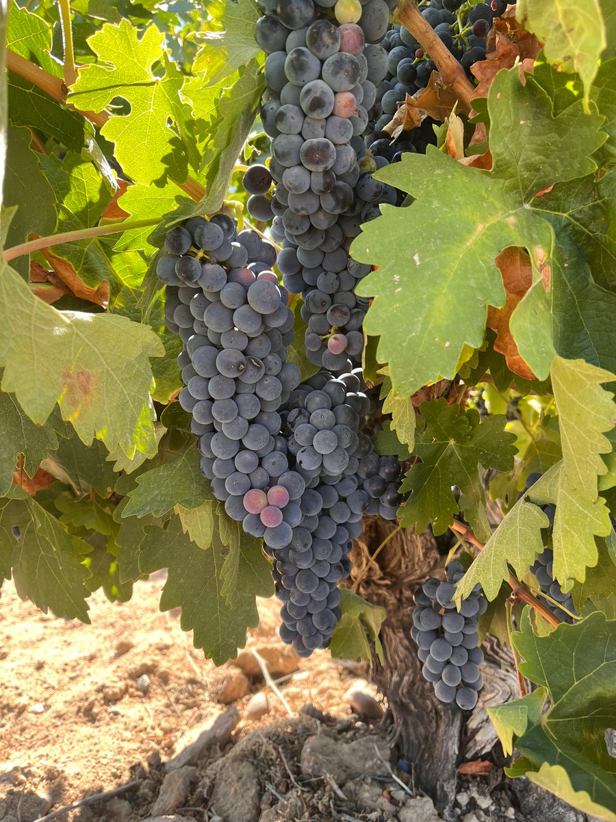VinodeToro's tweet photo. Qué maravilla ver los viñedos repletos de Tinta de Toro... su combinación de colores los hace únicos. #DOToro 🥰🍇🍇 https://t.co/EVKfPlFDL2
