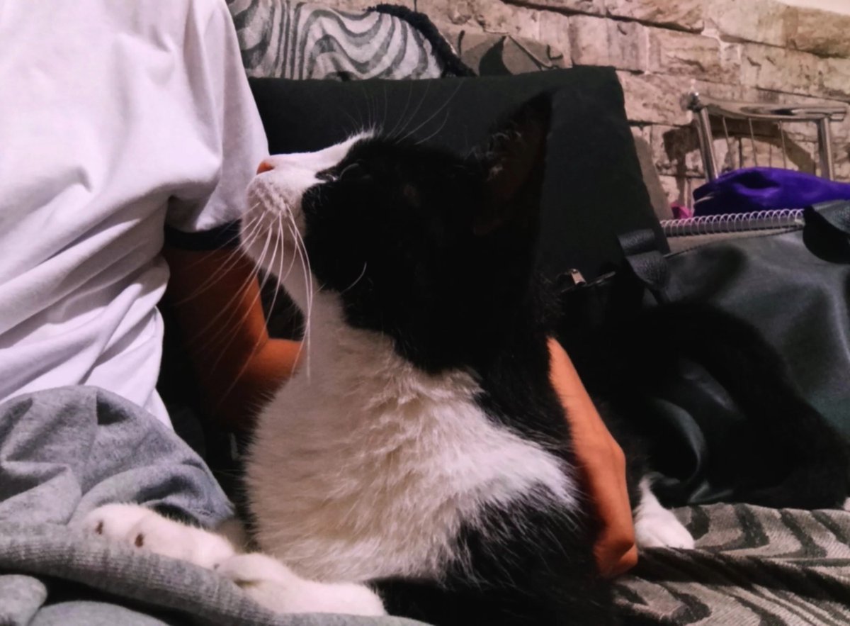 wdakittty's tweet photo. dêem oii pro meu filho fofuxo (qm não der vai ter mil anos de azar) https://t.co/DyclRwPPnh