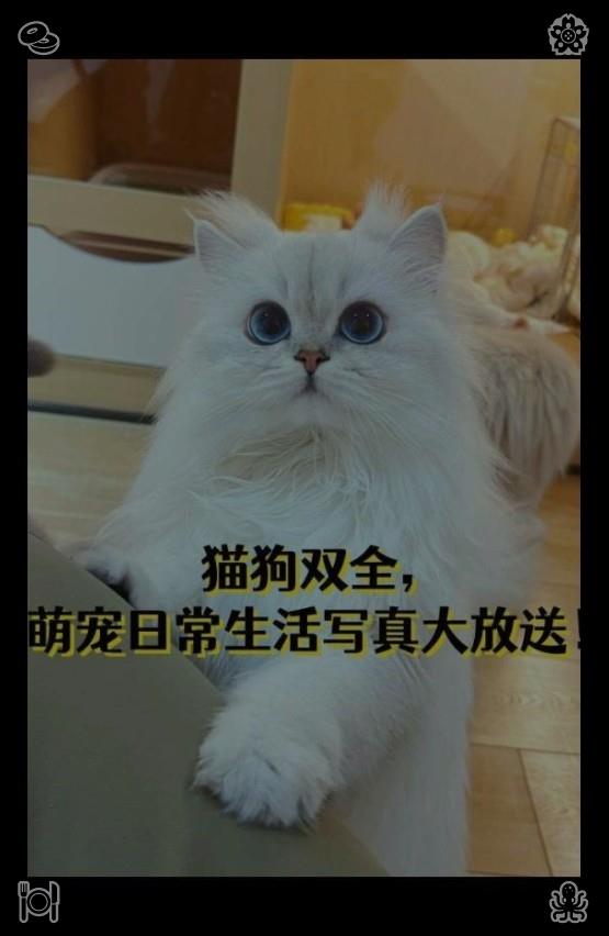 ey_tze's tweet photo. Being alone removes chaotic interruptions, allowing you to review your shortcomings with a clear mind and design specific strategies for growth free from external meddling.🥥The cat bats around a strawberry https://t.co/PLb3YbqB3O