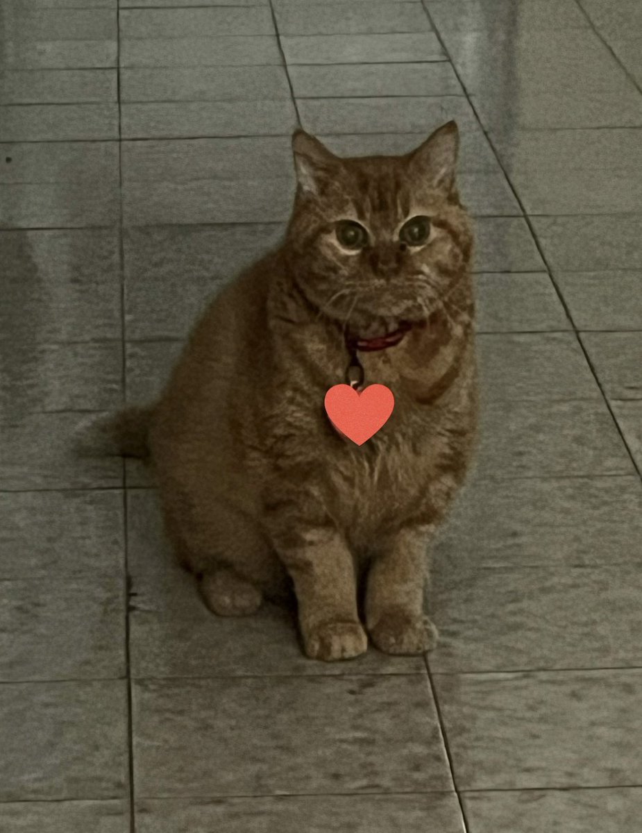 VivoCuento's tweet photo. Mi intención era adoptar UNA gata. Cuando fui a buscarla, su hermana estaba tan enferma que me aseguraron que viviría solo 1 mes. Las adopté a la 2. Ziva cruzó el 🌈 hace 2 años. Zarah, la que viviría 1 mes, es la de las fotos. 14 años y 5 meses. ¡El mes más largo de la historia! https://t.co/5Znv9Hnd7p