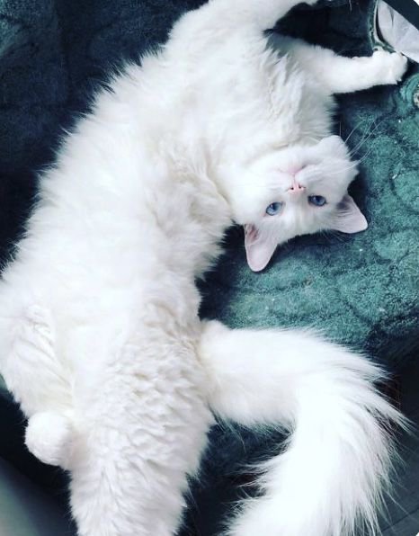 animels102's tweet photo. https://t.co/XoLtADFhEO