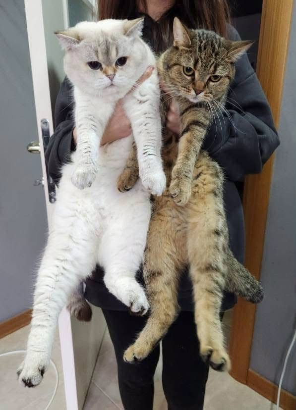 zllktlr's tweet photo. "EVİN BEYİ SORUN ÇIKARIYOR. KEDİLERİ İSTEMİYOR.
KADIN ÇARESİZ..
İKİSİ DE KISIR.
BİRLİKTE BÜYÜDÜLER.
LÜTFEN BİRİ GÖRSÜN ONLARI  
KEŞKE BİRLİKTE KUCAKLASA ONLARI  
İLETİŞİM: 0530 621 60 22 
MANYAS BALIKESİR https://t.co/i6NDJ8Og3V https://t.co/s6U1XzIRlw