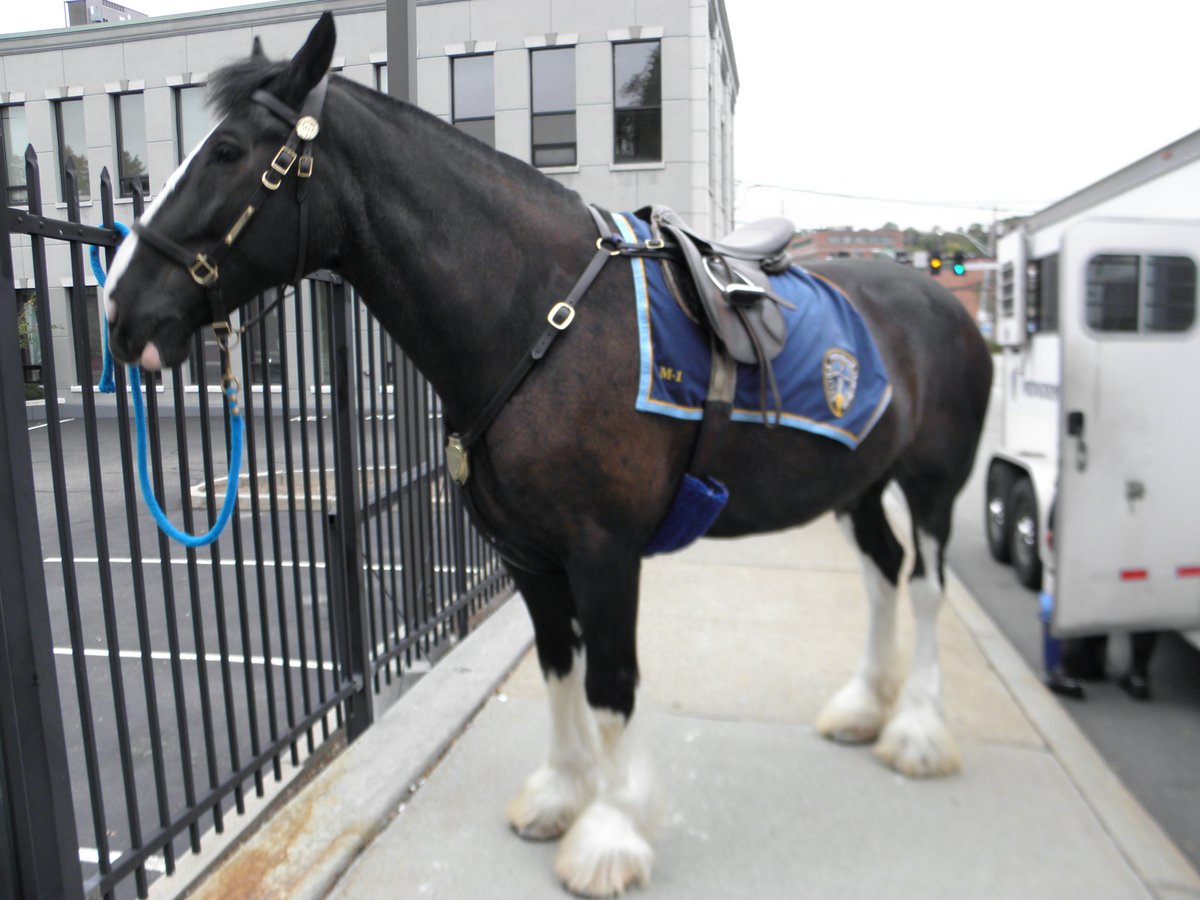 denaro_jus27408's tweet photo. 'Prince': (Mounted Command) 
Providence Police Department 
Providence, Rhode Island https://t.co/yfAR9emxEP