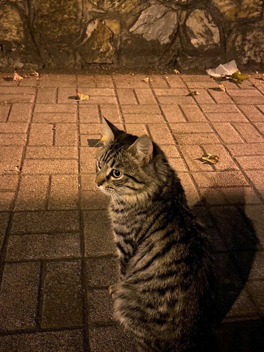 ennketsuiiii's tweet photo. lagi galau ngajak ke taman malam-malam https://t.co/4qSpezGvnw
