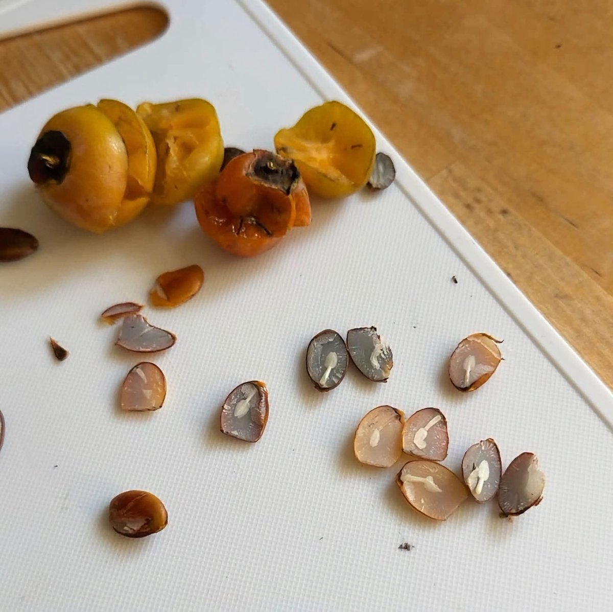 ShepardK42's tweet photo. Any of you know the old saying about persimmon seeds predicting the winter weather? 

Apparently if it looks like a spoon, that means we'll be shoveling tons of snow. 🙃

I see a whole bunch of spoons here...🤦🏽‍♀️

#winterweather #forecast #letitsnow #staysafe #WinterPrep #liveyourbestlife #beyourbestself