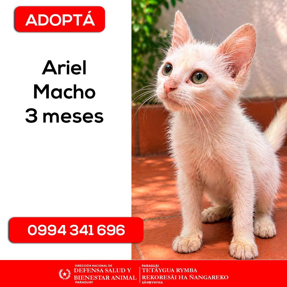 defensanimalpy's tweet photo. 🐾 ¡Ellos están esperando una familia! 🏡❤️

Ariel, Nieve y Aparecido buscan un hogar donde puedan recibir el cariño y los cuidados que merecen.

🐱 Ariel — Macho, 3 meses.
🐱 Nieve — Hembra, 3 meses, con una hermosa heterocromía.
🐱 Aparecido — Macho, 2 años. https://t.co/AfFplx7v90