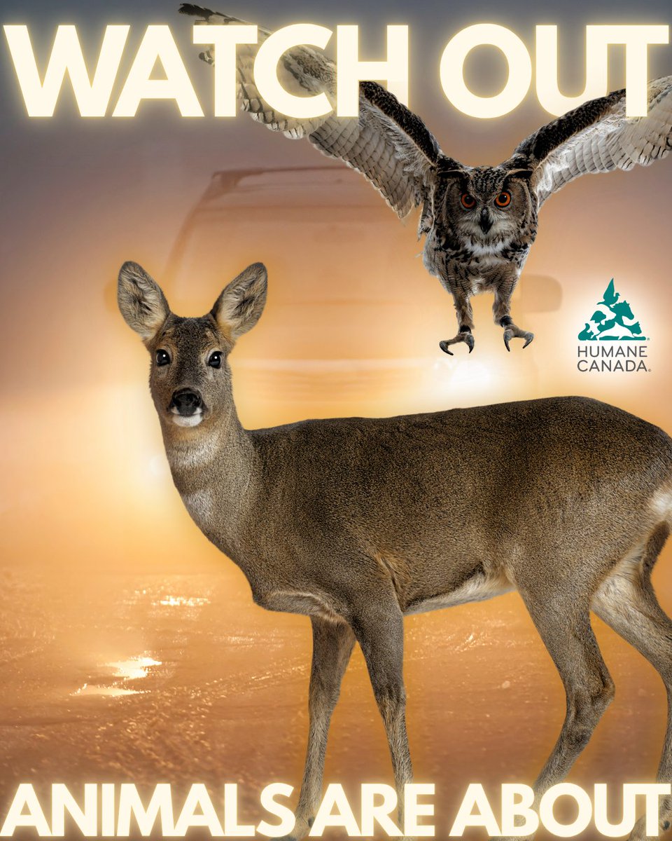 HumaneCanada's tweet photo. As daylight hours get shorter, keep an extra eye out for wildlife on our roads. 🌙
Thank you to our member, @BC_SPCA, for sharing this important reminder. Read the full article: https://t.co/mYfJUKelKB https://t.co/fC0TepAX4m