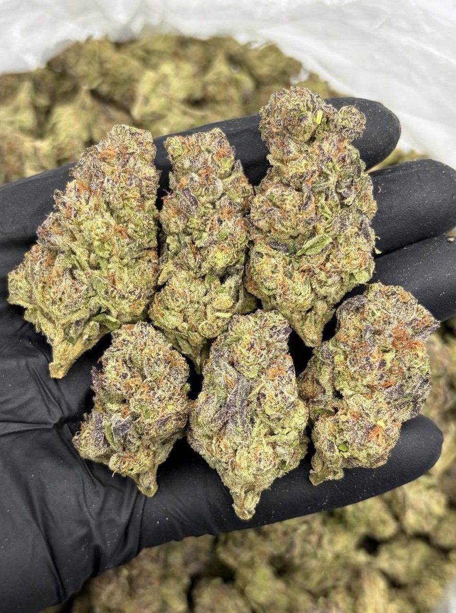 BHorizonzbu's tweet photo. Facemintz AAA +
#nashvilleweed 
#Nashville #Nashvilleplug https://t.co/esLS0Ii2JX