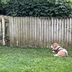 Photo by Randy 📸 Daisy and Freddie (@RandyNBassets)