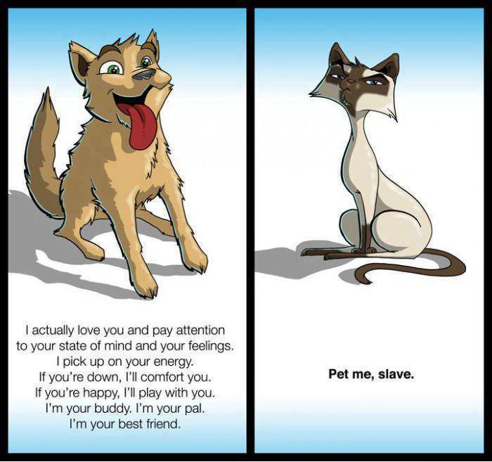 CSLCHSnMore's tweet photo. #CatsAndDogs https://t.co/TihhL8QBQc