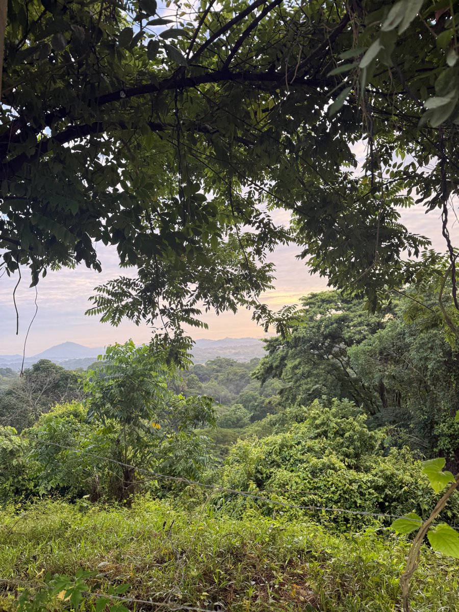 SimoneKJensen's tweet photo. Accidentally booked our offsite in the middle of the Costa Rican jungle. Picture jungle runs, ice baths, and a sketchy ride over.

It was one of the best decisions I’ve made for the company. https://t.co/dQAh7rQjjP