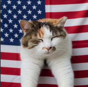 BrianTheCatHOOD's tweet photo. Good Morning America

the anthropic cat is here. https://t.co/PHotSKXNp9