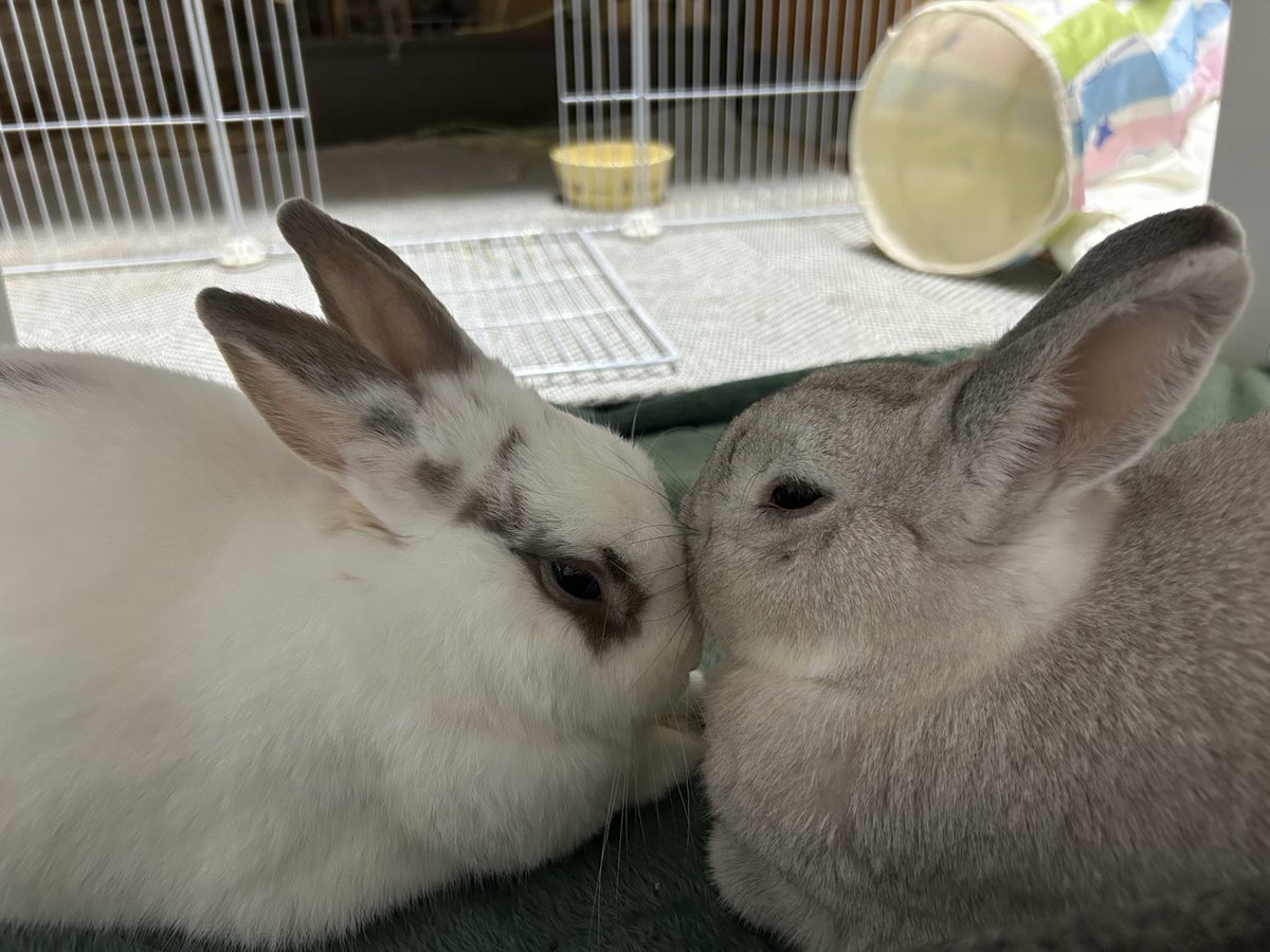 n823eS3RhzRegOZ's tweet photo. ちゅーしたまま寝てる🥰 https://t.co/ig9kIrG6Mi