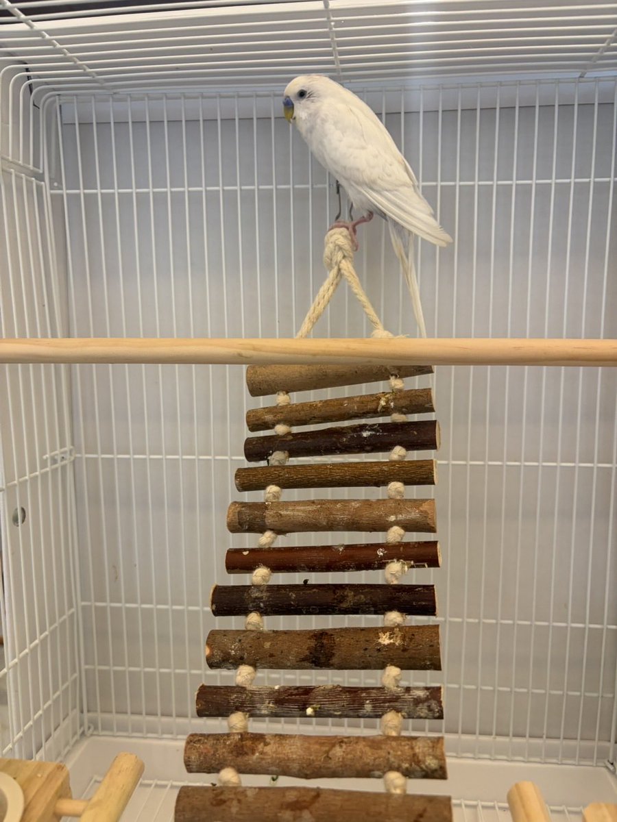 hm8G8gSFDC22640's tweet photo. #拡散希望

#迷子インコ　#迷い鳥　#セキセイインコ　#インコ　#迷子���#東京都　#八王子市 https://t.co/dqJPuyxXRb