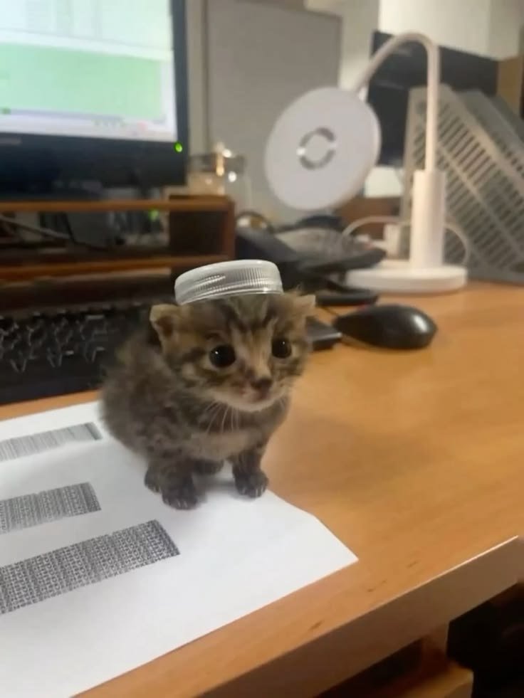 CatPosted's tweet photo. https://t.co/yDKQ34ZowW