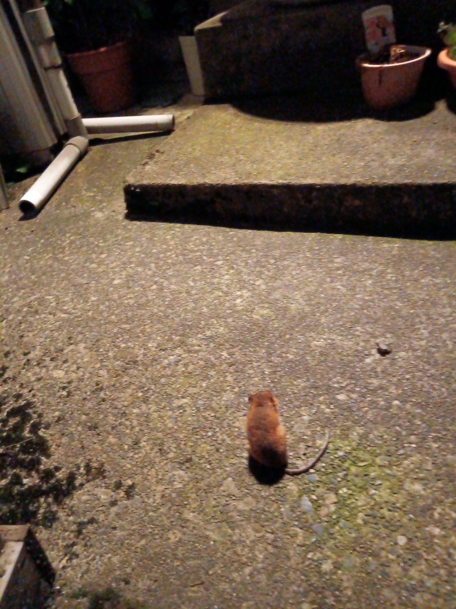 xp9872's tweet photo. 家に帰って来たら見たことがないかわいいネズミが、２時間玄関の前にいて苦しそう。どうしてやることもできない。ごめん… https://t.co/C0bsAvpast