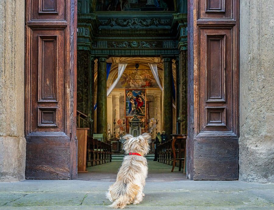 joancarroll's tweet photo. Waiting Patiently in Viterbo Italy! https://t.co/Z3250IvMfH #viterbo #italy #dog #church #entrance #door #interior #ornate #patience #waiting #loyal #artforsale #wallartforsale #giftideas @joancarroll https://t.co/rHjHEQw2nZ