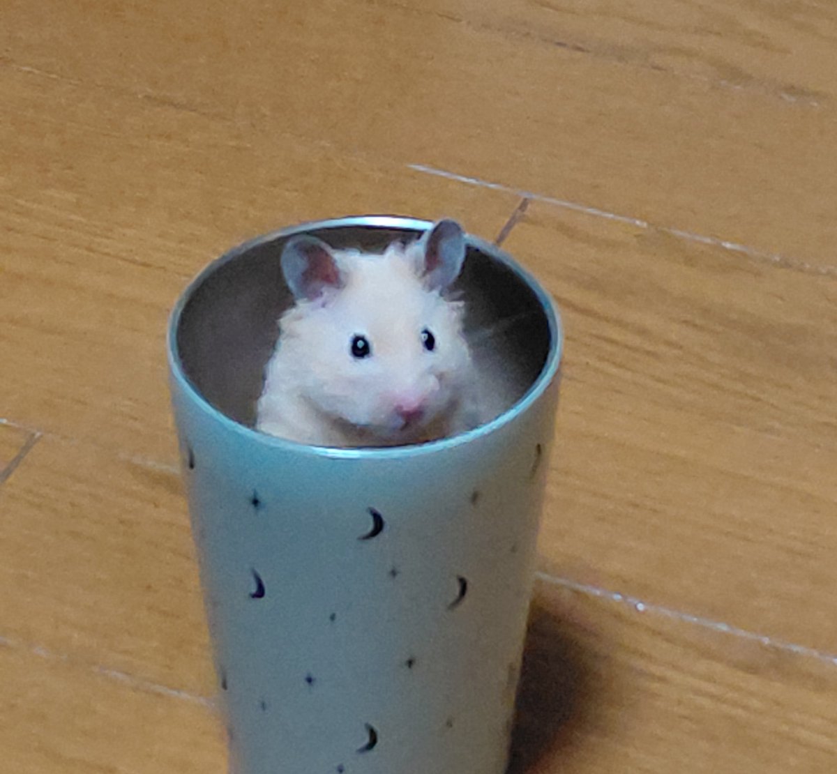 OEKAKIBBA's tweet photo. 友達から貰ったタンブラー 普通に使ってたんだけど
ある時パンチョが脱走した時 捕獲用に咄嗟に使ったのが
そのタンブラーで それ以降気に入ったのかパンチョ自らタンブラーに入るようになった https://t.co/bw2veGG1bV