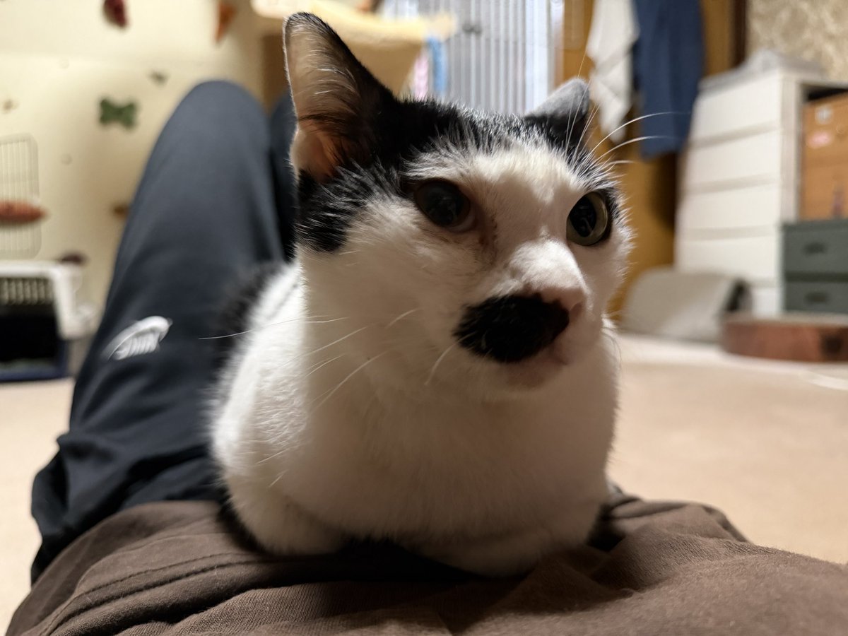 skpcats's tweet photo. 急にめちゃくちゃ寒い。カパちゃん湯たんぽ。 https://t.co/Vlu46v3bSE