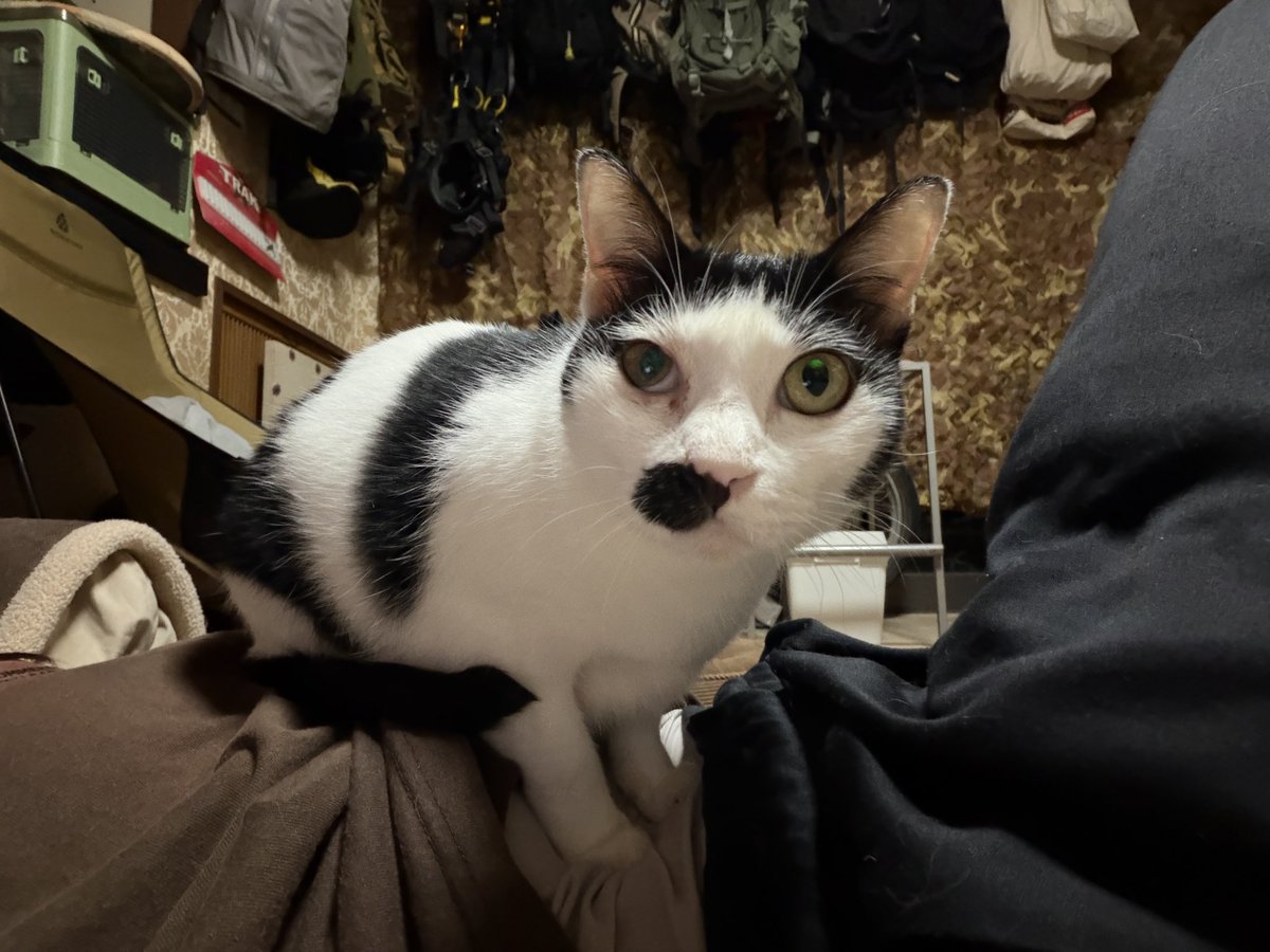 skpcats's tweet photo. 急にめちゃくちゃ寒い。カパちゃん湯たんぽ。 https://t.co/Vlu46v3bSE