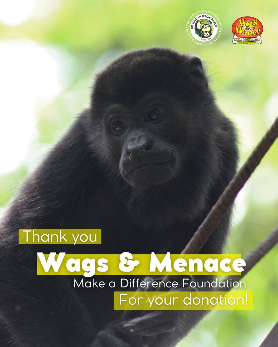 ToucanRescue's tweet photo. 🐵  On this Thankful Thursday, we celebrate the generosity of the Wags and Menace Make a Difference Foundation! This remarkable foundation is a key supporter of animal welfare initiatives across the globe!

➡️ Learn more about them here: https://t.co/GE1broRsjo https://t.co/QZWTX8gcyJ