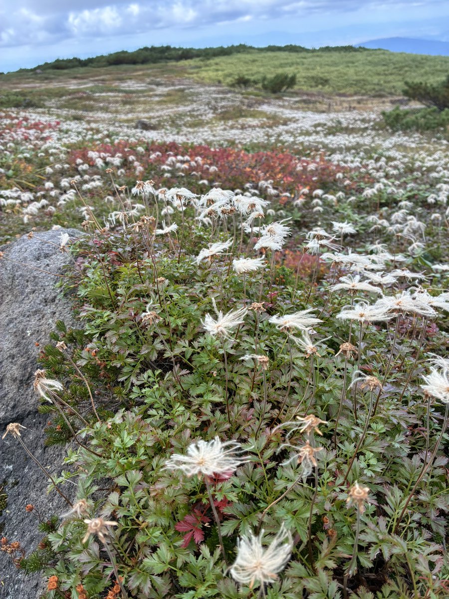 harmony_sachiko's tweet photo. 紅葉が始まってきた大雪山旭岳にトレッキングに行ってきました！
4.6kmの山散歩、気持ち良かった💕
クマ避け？に歌いなが��歩くテーマソングは、半﨑美子さんの白帆のリズムがピッタリ✨
チングルマの綿毛、可愛いかった💕

#大雪山
#旭岳
#トレッキング https://t.co/S4hrEqULsP