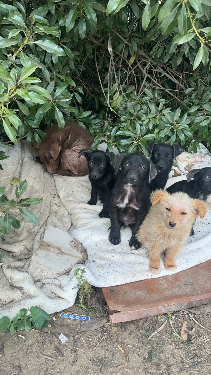 sol_palacios_m's tweet photo. Vamos en camino a San Antonio a buscar estos cachorritos que llevan dias abandonados un basural y además con todo su cuerpecito con la sarna😭💔sin ayuda, son unos bebés que ya han sufrido😭
Porfa ayúdenme a ayudarlos🥺🙏
Solange Palacios
Banco estado
Cuenta rut
17376209-7 https://t.co/0MZdNGHEtg