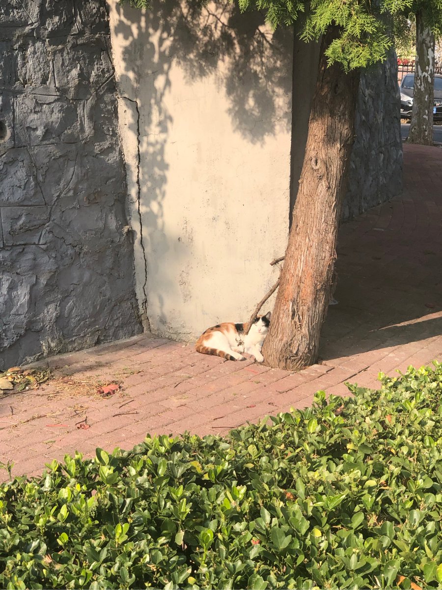 DicaInfinity's tweet photo. Chilly afternoon, streets hum. Spotted a stray cat napping on a sun-warmed fire hydrant, passersby hurried on, but it had the whole block’s warmth to itself. https://t.co/CshtaE9CyI
