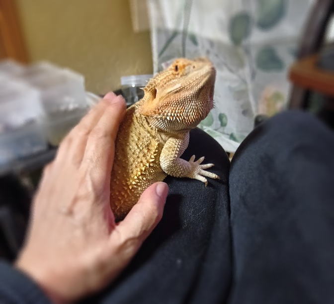 AYINESS's tweet photo. ティアちゃんは、散歩放置してても
体が冷えてきた頃（？）に私の所に戻って来て
足を登ってくるので楽させてもらえる
他の子は、付き添ってないと、
どこ行くかわからないけどね（ノ；゜∇゜)ノﾄﾞｺｲｸﾉｰ
＃フトアゴヒゲトカゲ　＃フトアゴ https://t.co/SpYNQ2XbEA