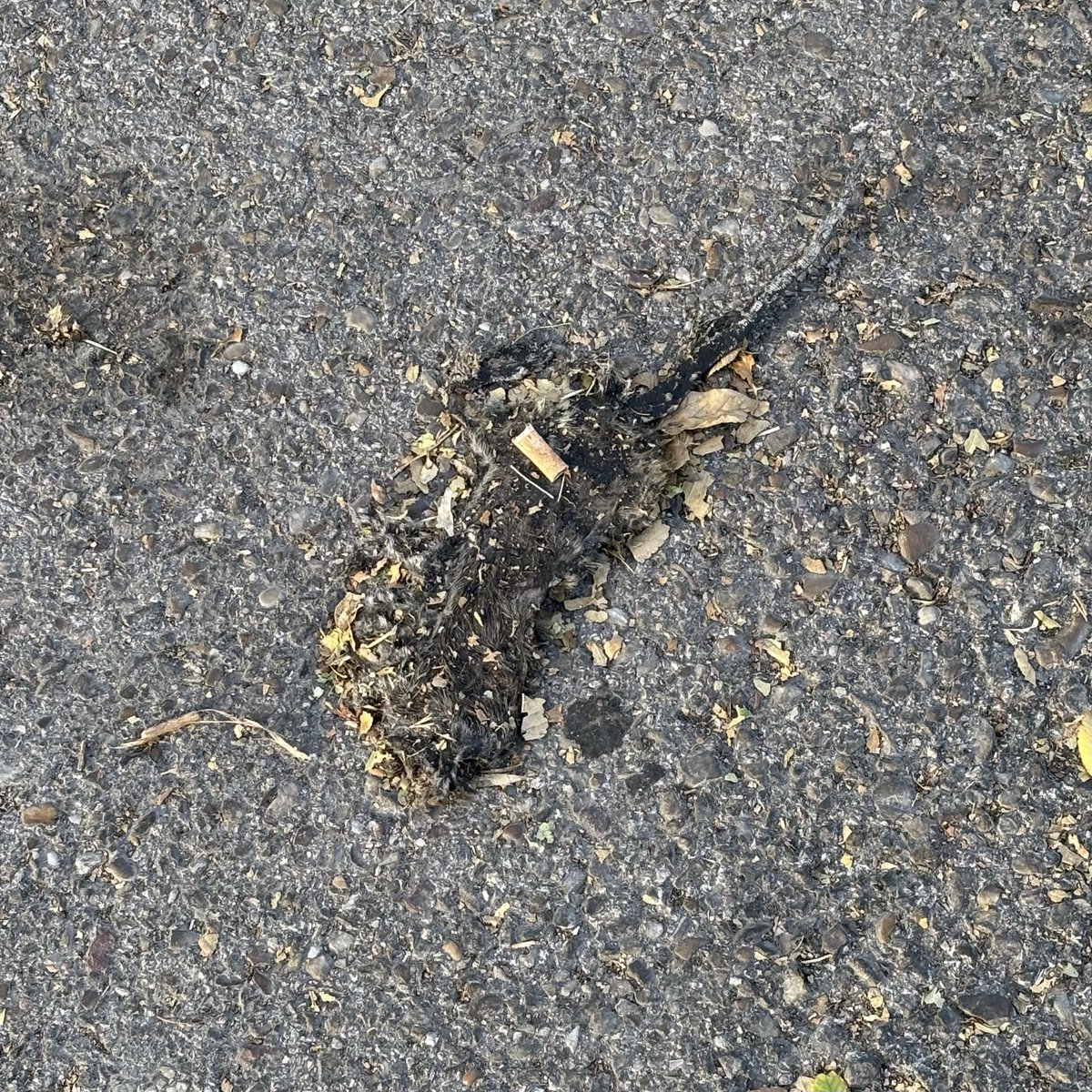 SomosdeCR's tweet photo. Y esto es lo que hay en la calzada, justo al lado de esos contenedores. Por si no se aprecia bien, son RATAS aplastadas (cuatro). Cuantas ratas tienen que estar alimentándose ahí para que haya tanta atropellada en tan poco espacio? @bcarabante @MADRID @AlmeidaPP_ https://t.co/SFMpO6639E