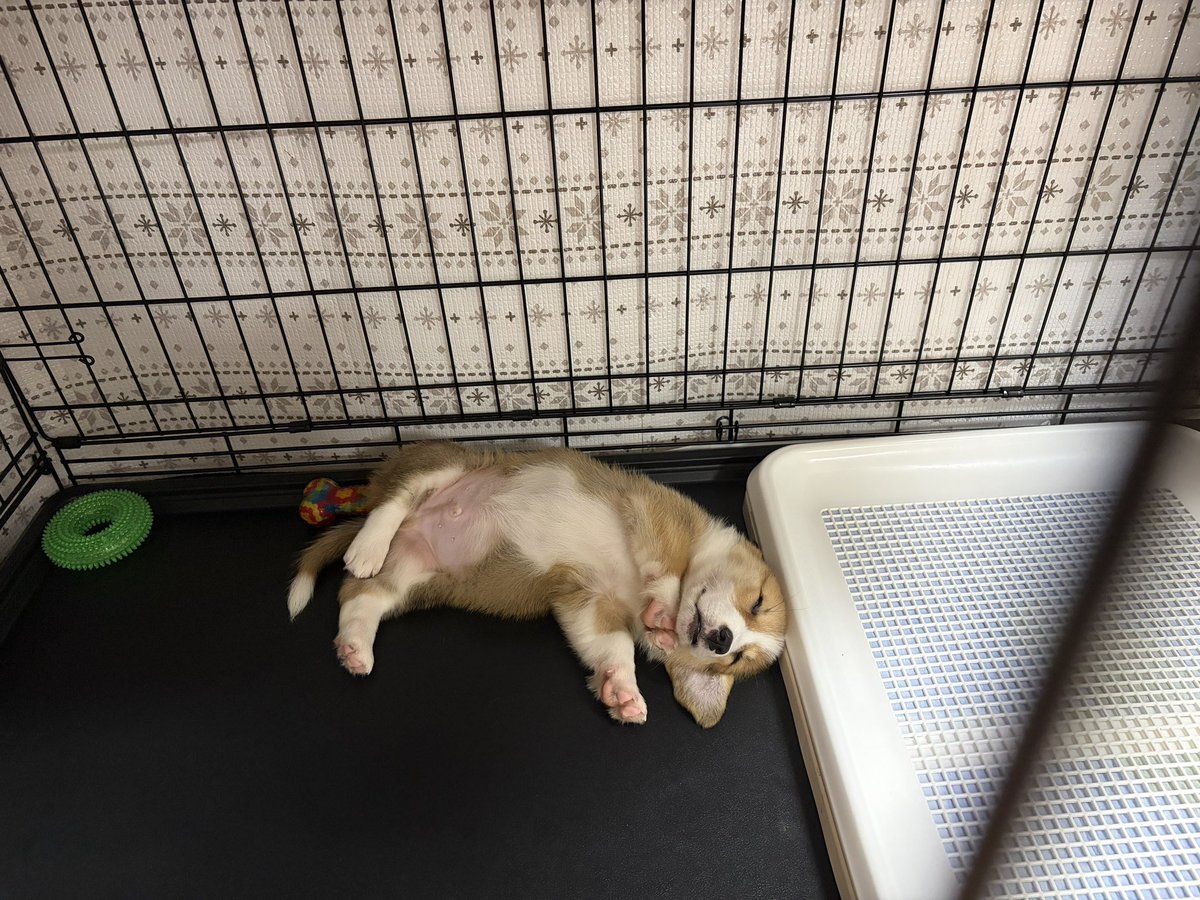 hanpencorgi0710's tweet photo. いつも失敗する場所にトイレの位置を変えてあげたら、ほとんどトイレでできるようになってすごい
その場所をトイレにしたかったのかな

今日も沢山遊んでえらい！
いい夢みてねはんぺん🐾 https://t.co/dqFZfV5XJM