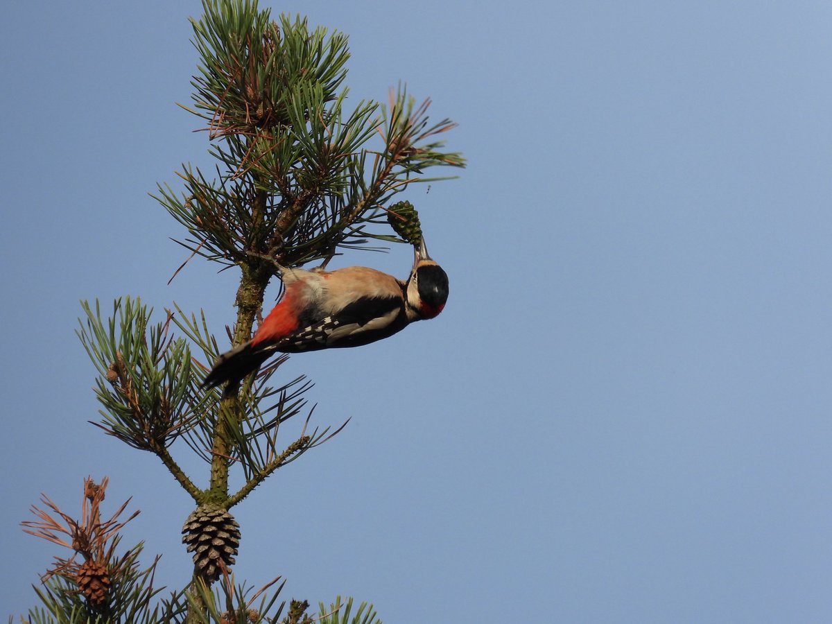 PatHogarth's tweet photo. GSW @tophilllow selects the BEST pine cone then spends over a minute constructing the perfect hole to hold it in…..more practice  needed 🙄😏 @BNAscience @Britnatureguide @Natures_Voice @YorkshireWater #TwitterNatureCommunity https://t.co/yhxSw5JRsJ
