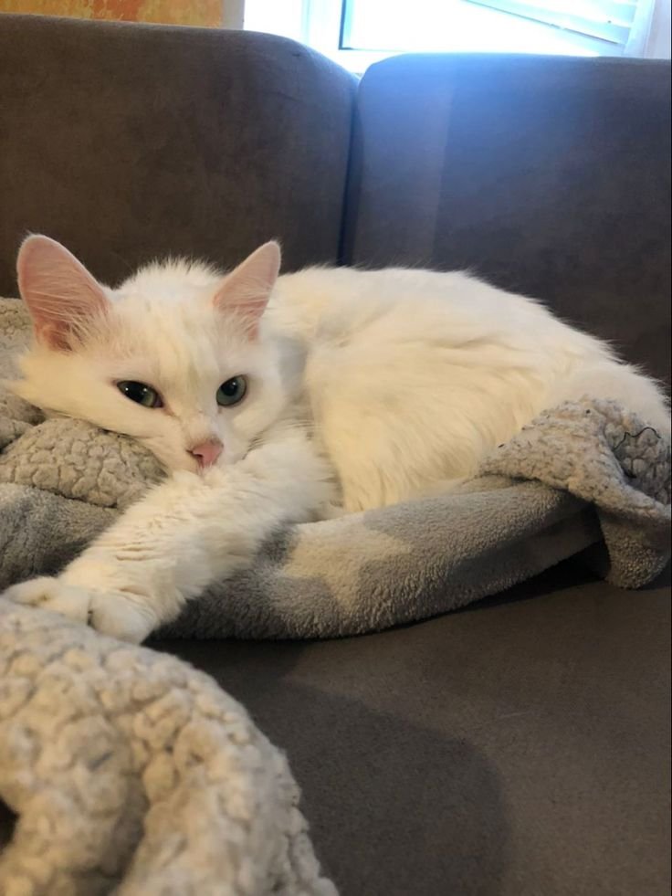 chasityin_heavn's tweet photo. #CHASI🌷
—⋆. 𐙚 ˚meet my new baby🥺 her name is whisp! i also have adopted a bearded dragon but it's still in the adoption center back in Toronto. https://t.co/Io7KkTVzpk
