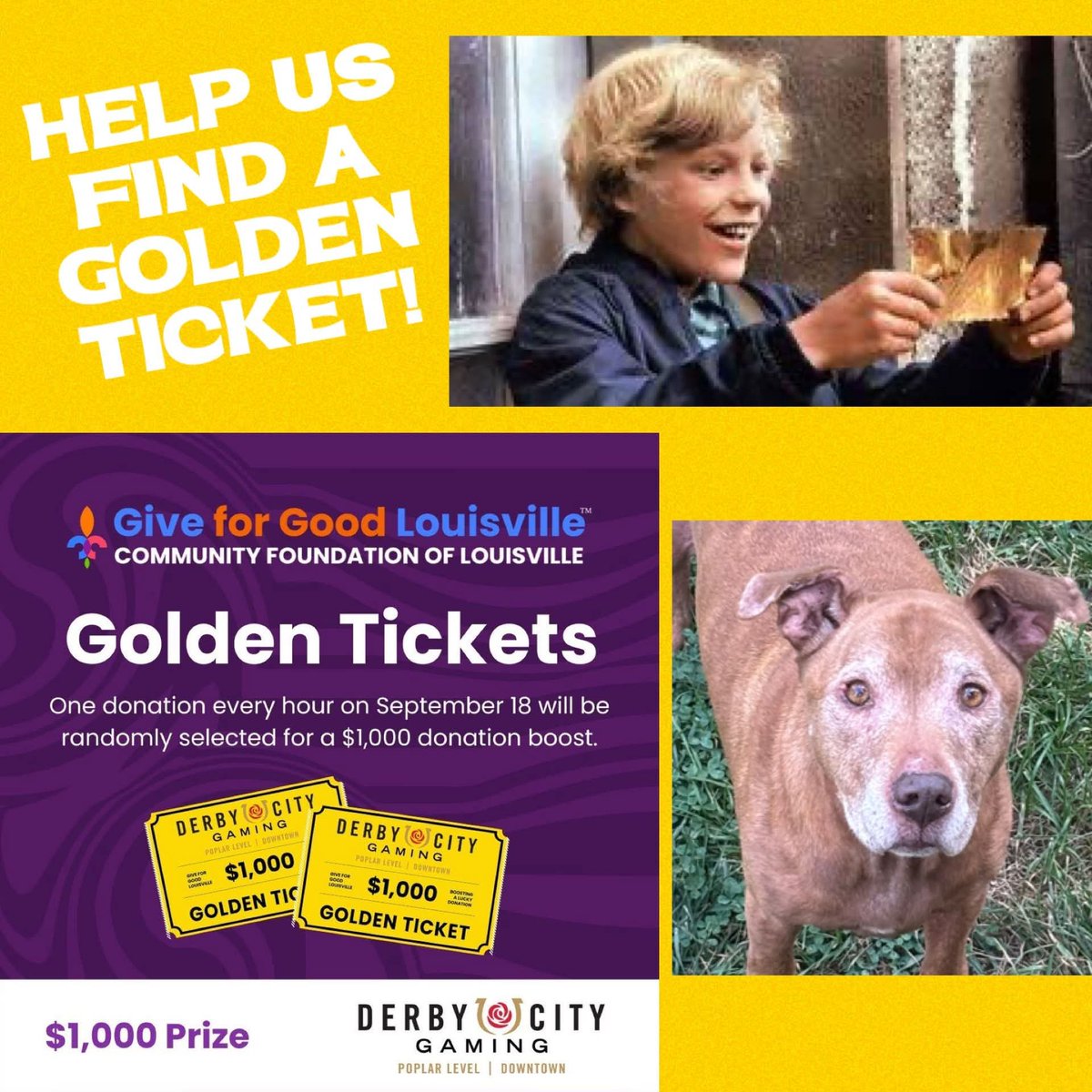 tysonschance's tweet photo. Each hour today, a random donation is selected to receive $1000 bonus. Donate today at the link below and let’s hope for a golden ticket for Tyson’s! #GiveForGoodLou #GoldenTicket 
Thank you Derby City Gaming! 

https://t.co/N5rpNSQ1Xk https://t.co/0SvJMqDboH