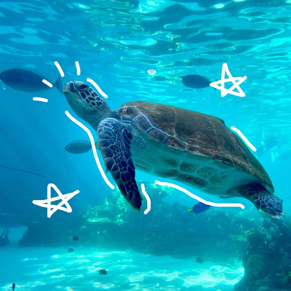 acervosquirtle's tweet photo. 🚨🔎: Vocês sabiam que o squirtle é uma tartaruga 🐢? https://t.co/7aDhB26mQF