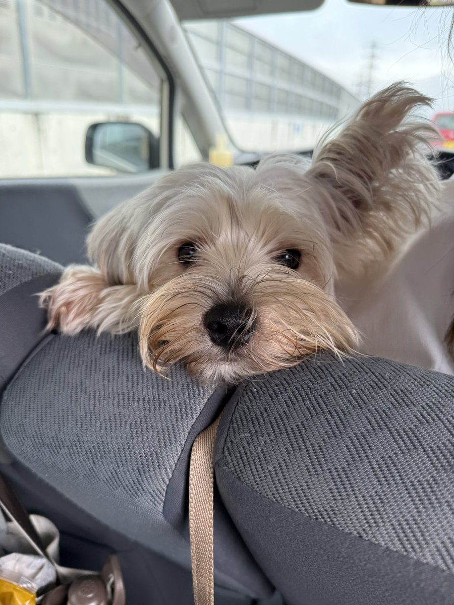 aiminesan's tweet photo. 先住犬が居なくなって
悲しいことも、嬉しいことも話せなくなった。
今は2人も可愛い男の子が来てくれて
涙も受け止めてくれて
小さな身体にギュッと抱きしめて甘えてしまって
居なくなった時が怖いくらいこころの拠り所になってる https://t.co/J4z9SV94O0