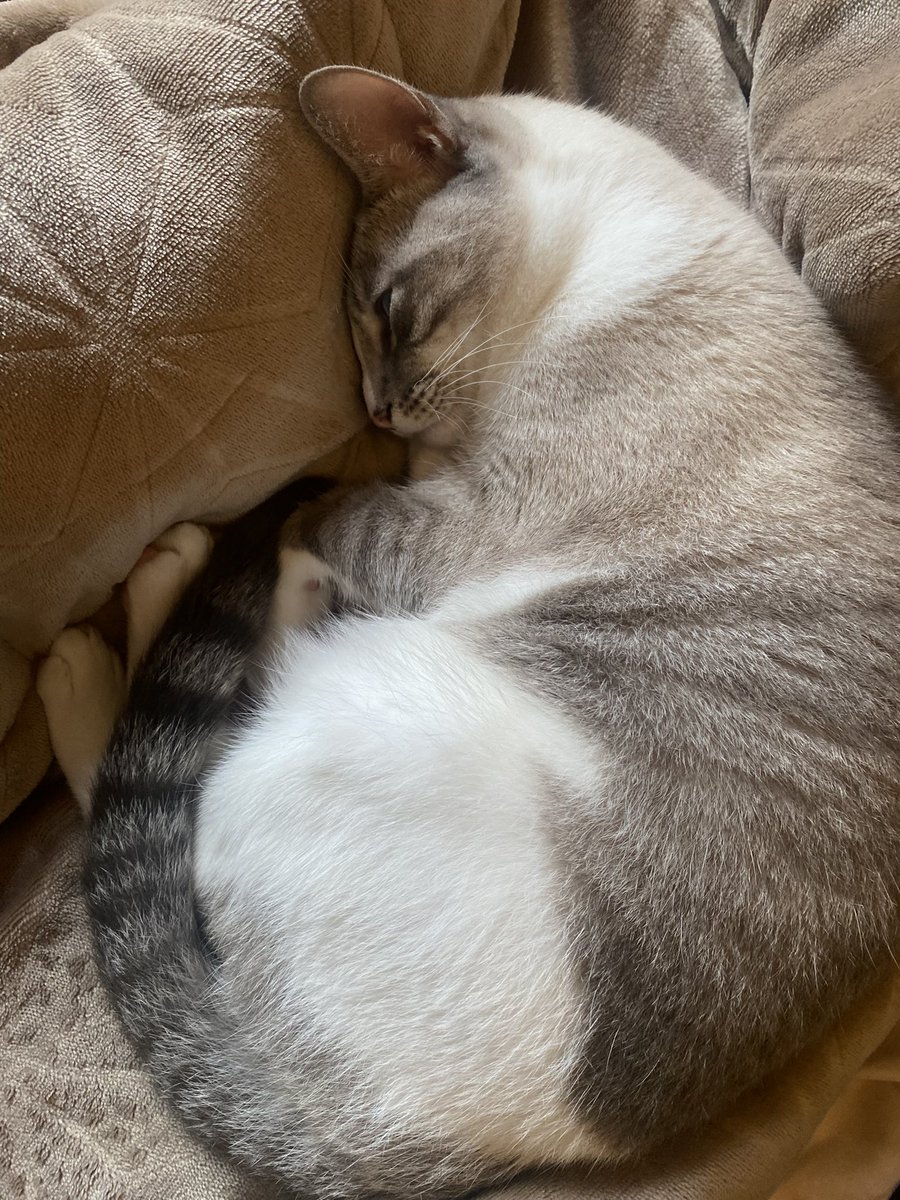 misooneca's tweet photo. 7 anos de azar pra quem não falar bom dia pro meu gato imensinho fofolete https://t.co/Sbkf98epaz