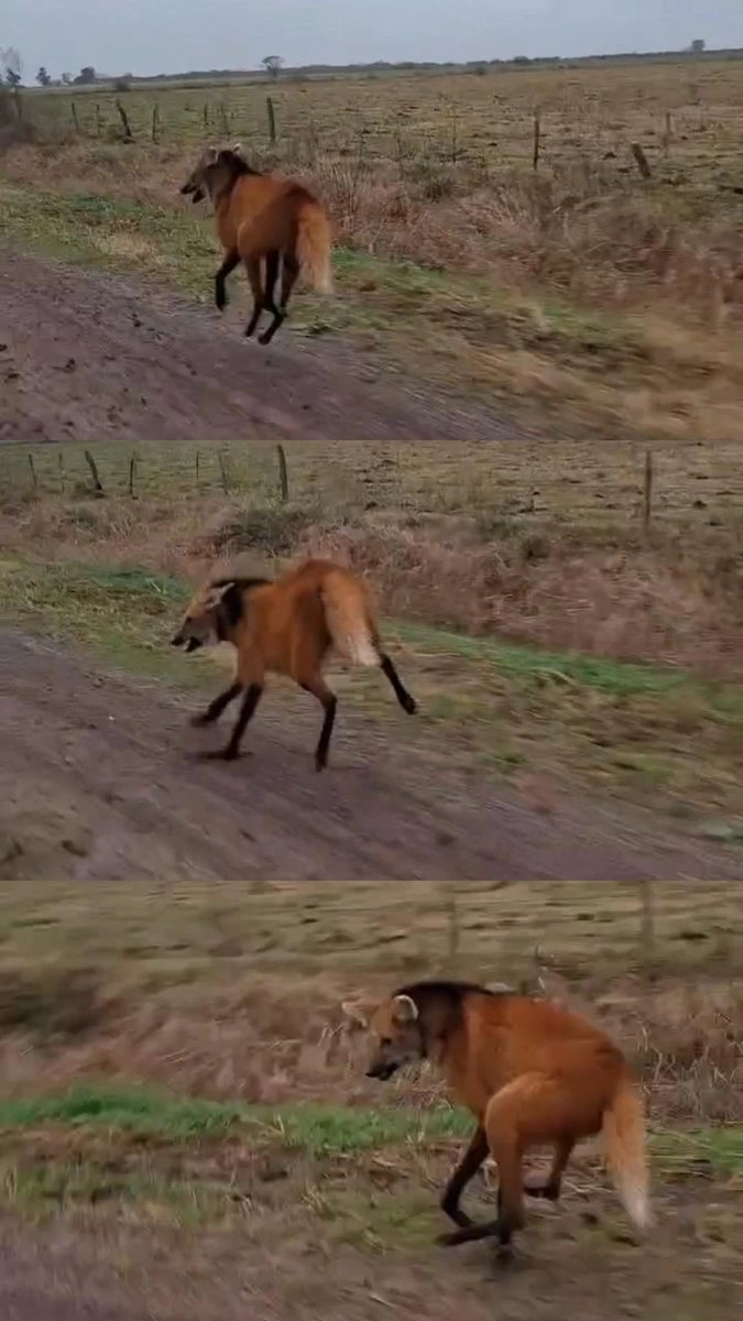 bichoargentum's tweet photo. Sea una especie invasora o no, no se debe poner en riesgo la vida del animal y menos en una ruta nacional 🦌

Ya vimos lo mismo con un aguará,  “acompañarlo” a velocidad no es acompañarlo, al contrario, se asustan y quieren escapar 💨

Los bichos no entienden que lo estás queriendo ayudar, tienen otra visión, no perciben la velocidad o la ayuda como nosotros.

Lo correcto es parar, bajar la luz, filmar de lejos, esperar que se aleje solo y encuentre su salida natural. Si no se va, avisar a quien corresponda.