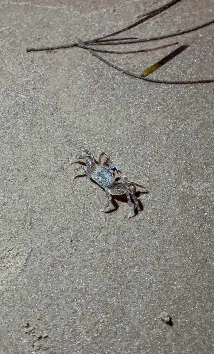 CosyDs92285's tweet photo. When in Texas… 🤠✨

Cybercab ✅
Cybertruck ✅
Starbase ✅
Beach time ✅
All the American food ✅

I think I did Texas pretty well 😂 https://t.co/ViW9D4SziO