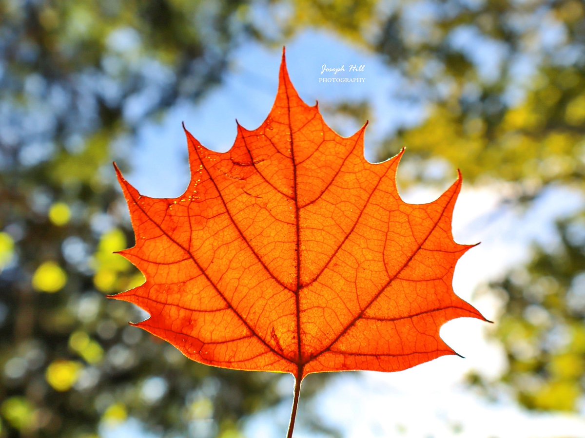 JosephHill3794's tweet photo. Early Autumn🍁
Photo By: Joseph Hill🙂📸🍁

#EarlyAutumn🍁 #Autumn🍁 #autumnleaf #leaf #beautiful #nature #autumnvibes #autumnphotography #SouthernPinesNC #September https://t.co/lpOtFDZyeC