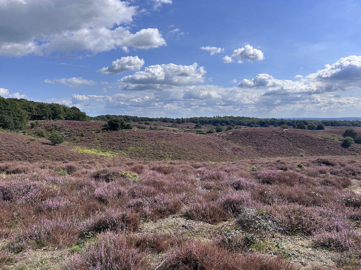 ZeeuwsLeeuwtje's tweet photo. Ik fietste door groene longen๐คฉ
Hei daar! ๐๐ป๐๐ฆฌ
#Veluwe #MooiNederland https://t.co/0Dhd1JQVNd