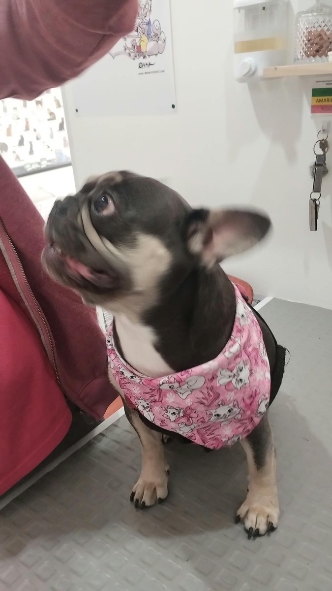 MECHG's tweet photo. La Barrilito MAKI 😻🐶😻🐶vino por vacunas veterinaria Garritas Chía Cundinamarca Colombia 3152562335 https://t.co/sqrXhQbVM7