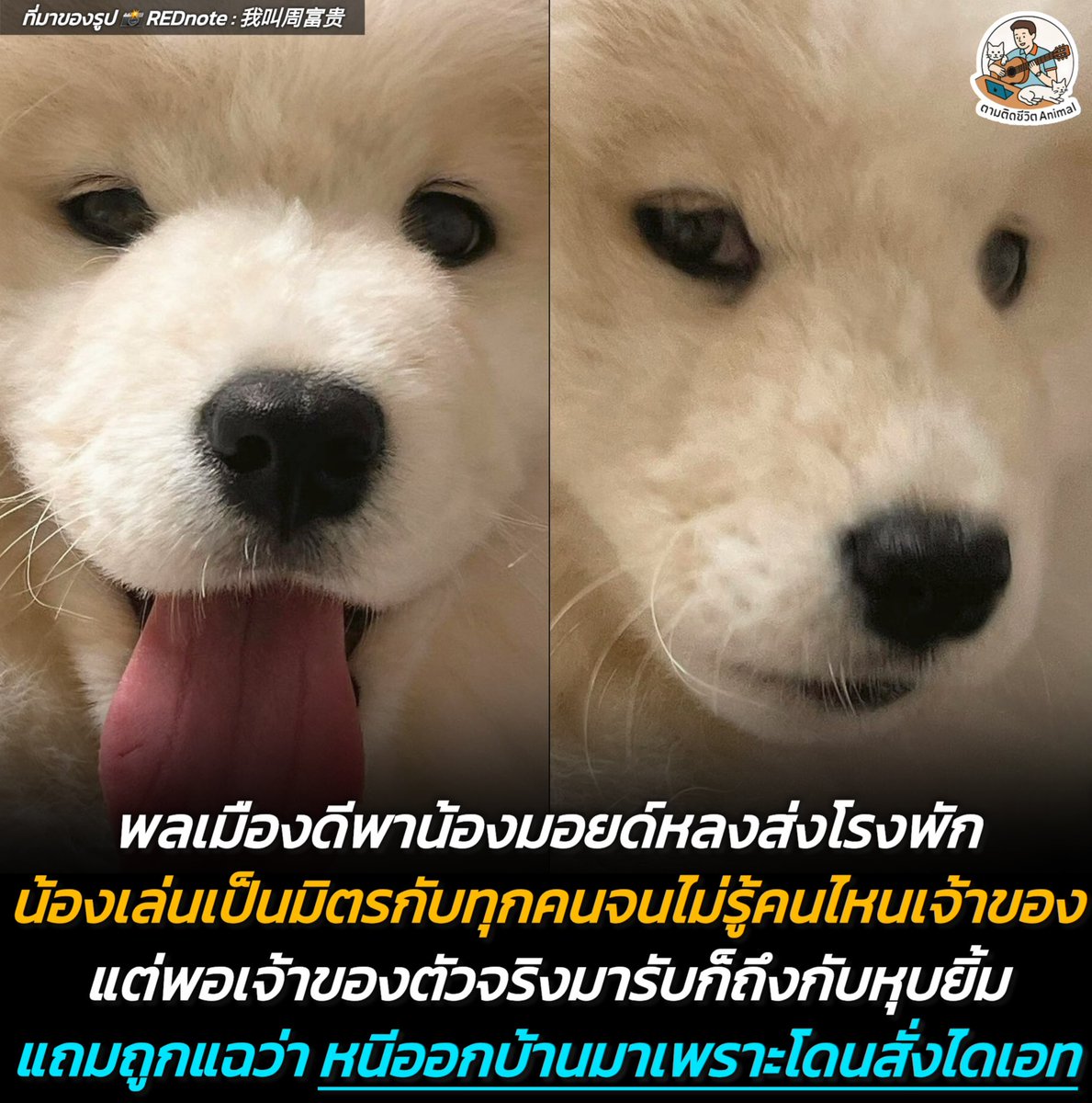 AnimalFW_TH's tweet photo. น้องมอยด์ : ขอบคุณที่ทำให้หุบยิ้มในวันที่ยิ้มได้ 🫠
อาณาจักรสัตว์โลก มีม&สาระ By ตามติดชีวิตAnimal
เรื่องราวสุดน่าเอ็นดูนี้เกิดขึ้นเมื่อพลเมืองดีพบซามอยด์หลงทาง และได้พาน้องไปส่งที่สถานีตำรวจ ด้วยความที่น้องเป็นมิตรมาก เดินแจกความสดใสและอ้อนทุกคนที่ผ่านไปมา ทำเอาคุณตำรวจถึงกับสับสน แยกไม่ออกเลยว่าใครคือเจ้าของตัวจริงกันแน่ 😌

แต่แล้วความจริงก็เปิดเผยเมื่อมีชายคนหนึ่งปรากฏตัว ทันทีที่น้องซามอยด์เห็นเขา จากที่กำลังร่าเริงก็หุบยิ้มทันที แถมยังเดินหนีไปหลบมุมด้วยท่าทางหลบตาและรู้สึกผิดแบบสุดๆ ปฏิกิริยาที่เปลี่ยนไปอย่างชัดเจนนี้ทำให้ทุกคนในโรงพักมั่นใจเลยว่า นี่แหละคือเจ้าของตัวจริง 😳

สาเหตุที่น้องมีอาการแบบนี้ เจ้าของเล่าว่าช่วงนี้น้องกำลังถูกจำกัดปริมาณอาหารเพื่อควบคุมความอ้วง ถึงแม้การดูแลสุขภาพและการออกกำลังกายจะเป็นสิ่งสำคัญที่ส่งผลดีต่อร่างกาย แต่ดูเหมือนน้องจะไม่ค่อยเข้าใจความหวังดีนี้ เลยงอนและประท้วงด้วยการหนีออกจากบ้านซะเลย คงแอบคิดแน่ๆ ว่าอาหารนอกบ้านต้องอุดมสมบูรณ์กว่าชามข้าวที่บ้านแน่นอน 🤣

บ้านไหนมีวีรกรรมสัตว์เลี้ยงแอบหนีออกจากบ้านเพราะเรื่องของกินบ้างไหมฮะ เอามาแชร์ให้แอดเพาและเพื่อนๆ ดูหน่อย 😖

เรียบเรียง 🖋️ แอดเพา
ที่มาของรูป 📸 REDnote : 我叫周富贵
#แมว #หมา #ทาสแมว #อาณาจักรสัตว์โลก #ตามติดชีวิตAnimal