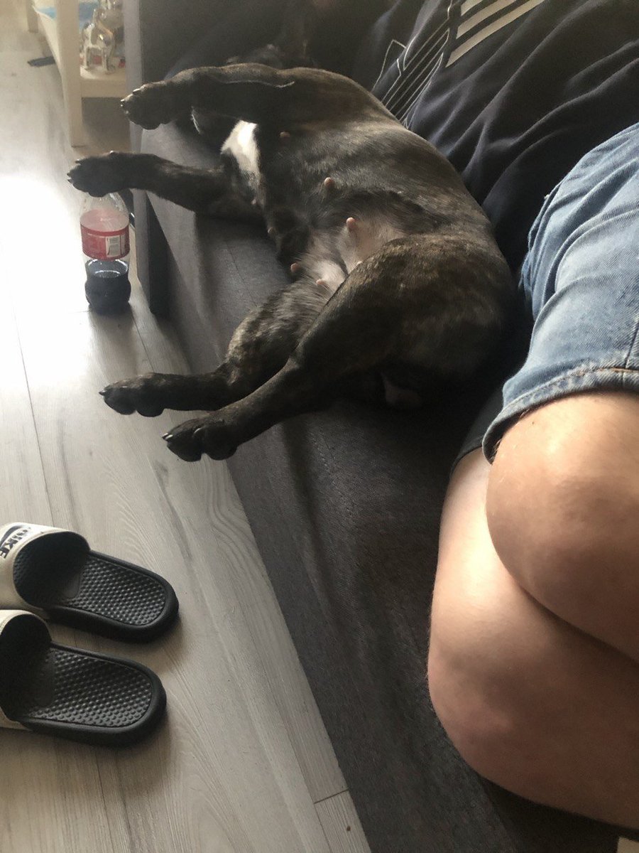 AlphaImperium79's tweet photo. Wypłata wpłynęła? Danina dla Pana i jego suki. Pan bierze swoje, cwel daje bez negocjacji. Za grzecznie wykonany hołd może nawet pozwolę Ci zbliżyć się do moich klapek. 
#findom #cashmaster #findomPL #alpha #dojenie #blik #cwel #kundel #frajer #bankomat https://t.co/XsQCWN7KOo