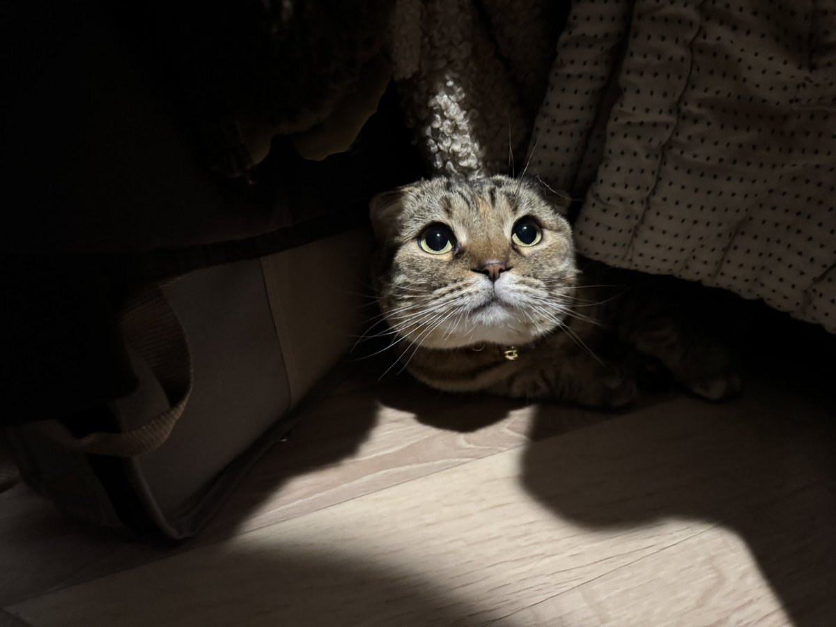 matsutake_cat's tweet photo. かくれんぼして飼い主に見つかると嬉しそうな まつたけ https://t.co/meys7nJLuE