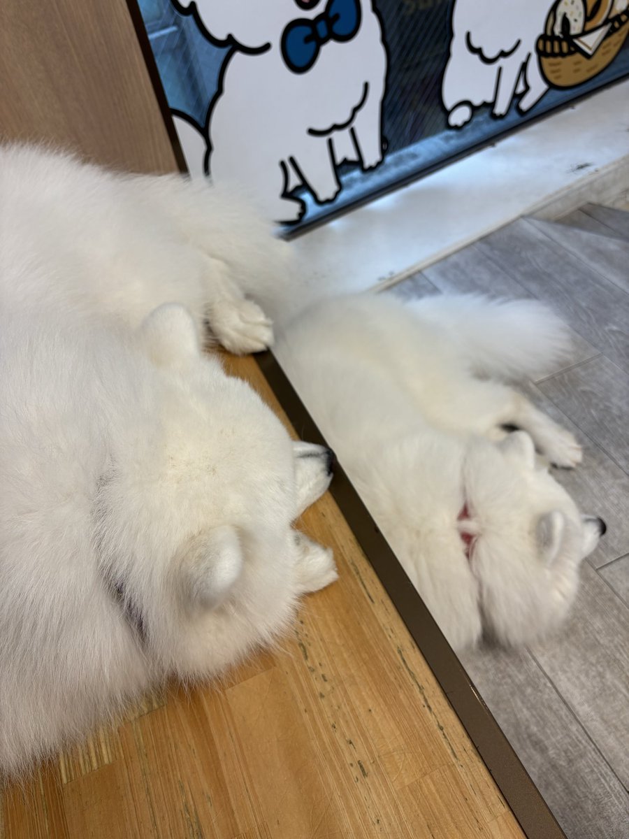 Meiphys's tweet photo. サモエドかわいかった https://t.co/vcH5uNbwwy
