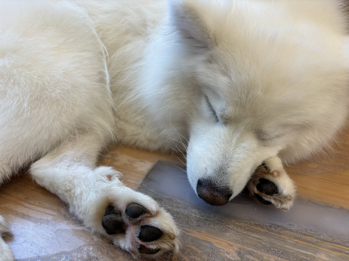 Meiphys's tweet photo. サモエドかわいかった https://t.co/vcH5uNbwwy